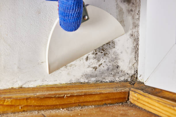 Best Emergency Mold Remediation  in Lake Heritage, PA